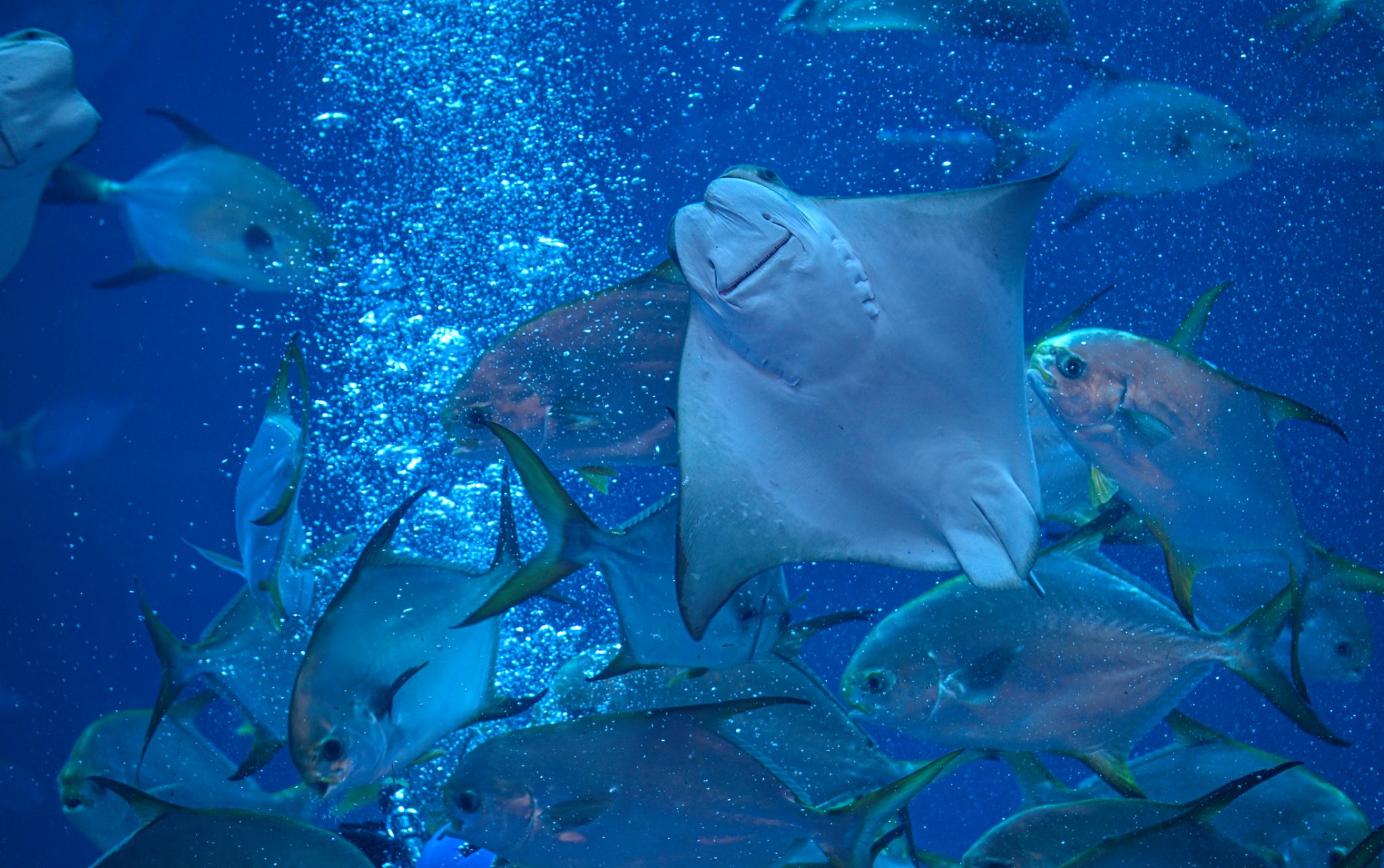 Visitors walking through the underwater tunnel at Dubai Aquarium & Underwater Zoo inside Dubai Mall, surrounded by sharks and rays